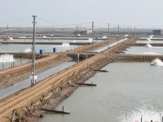 Shrimp Farming