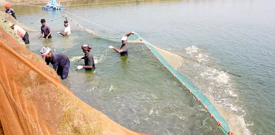 Shrimp harvesting at a farm